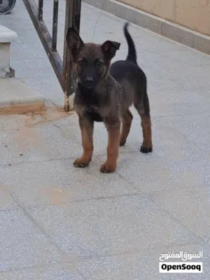 السلام عليكم جرو مالينوا حاجه ربي يبارك
