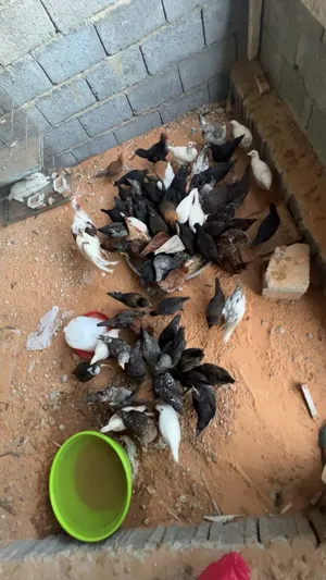 دجاج عربي للبيع