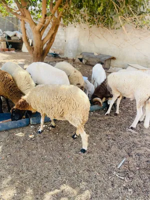 سعي ربي يبارك