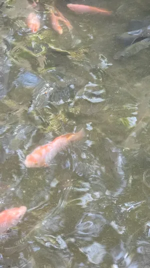 big red fish
