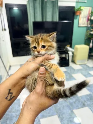 Scottish kitten available for sale