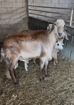 فحل سوداني منتج للبيع
