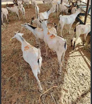 مطلوووب تيوس صومالي عمر صغير اقل عن اربع اشهر