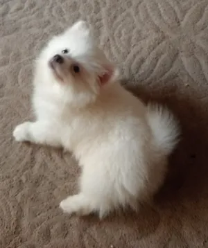 بمرنيان  صغير. جرو