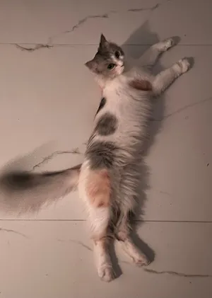 Cat Available for Adoption –For responsible Homes (قطة متاحة للتبني - للمنازل المسؤولة)