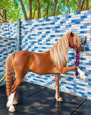 Horse Pony for sale