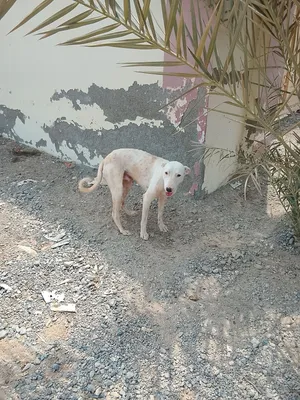 كلب للبيع ممتاز لكل شي قابل للبدل