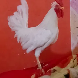 متاح سيت كويتي