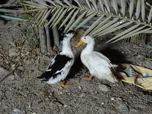 بشات للبيع