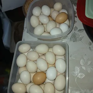 بيض بلدي مائدة للبيع توريد أسبوعي