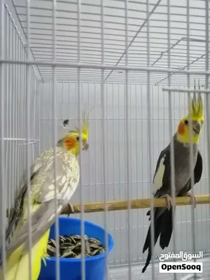مزاويج جاهزات يردن يبيضن نضف صاحيات البصره ابي الخصيب