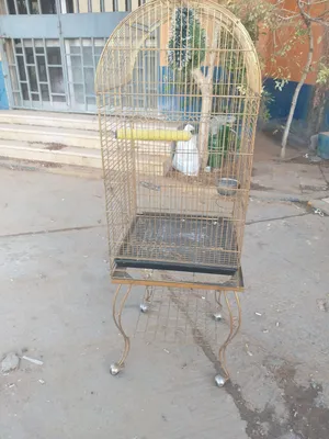 قفاص  اجدد  حجم  كبير