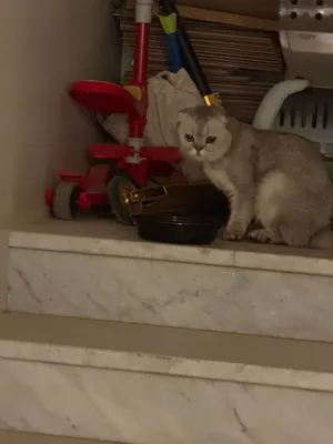 قط سكوتش فولد نوع نادر ذيل قصير
