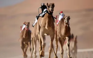 جمال جمل مرکز الاول