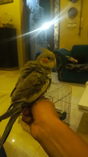 كوكتيل اليف