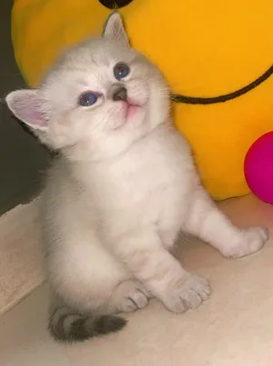 النوع: بريتش شورت هير / سكوتش (British/Scottish Silver Tabby / Point)