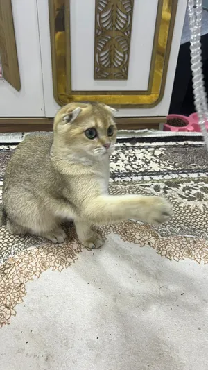 قط سكوتش لولد نقي نقي