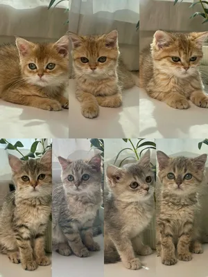 British shorthair