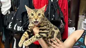Bengal, cat, male and female for sale