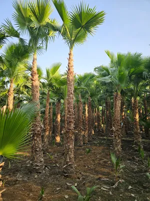 اشجار ونخل واشنطني واشنطن زينه