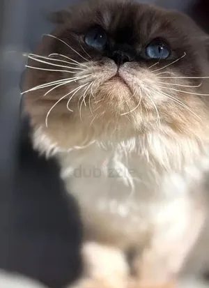 Scottish Fold male