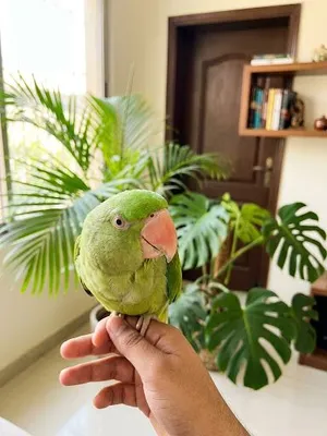 Beautiful, active, and extremely friendly Napali hand-tame parrot available for sale