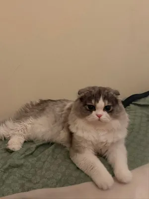 Scottish Fold Female for Sale