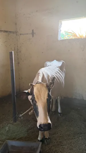 بقر عمانية حوامل