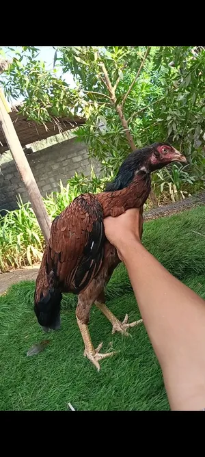 للبيع دجاجه نسل عالمي