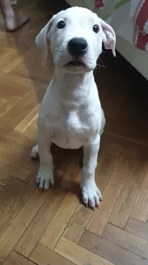 Dogo argentino female puppy