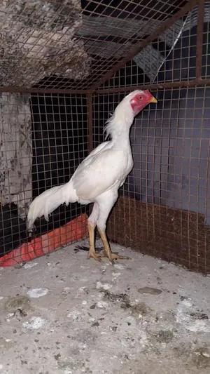 ديك سندي شوف وصف ضروريي