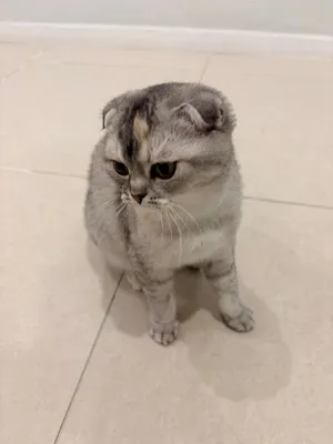 سكوتش فولد بيور للبيع