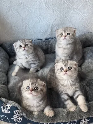 سكوتش فولد Scottish fold