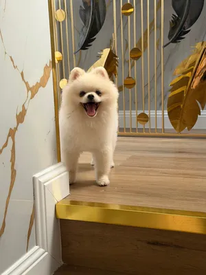 Teacup Pomeranian Dog