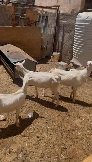 ماعز سانين أصلي  (سويسري )