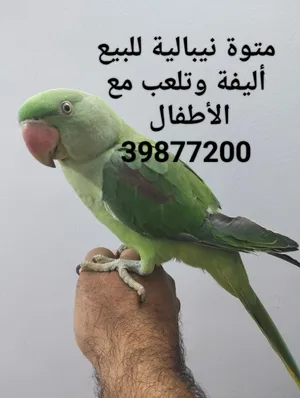 متوة نيبالية للبيع أليفة وتلعب مع الأطفال يجب