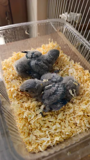 فروخ لوفبيرد