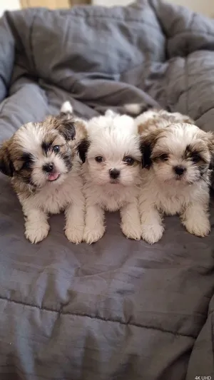 Shin Tzu puppies male.