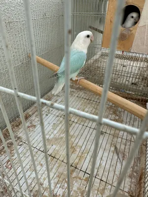 النوع : لوفبيرد مع القفص والعش Lovebird pair for sale with cage & nest