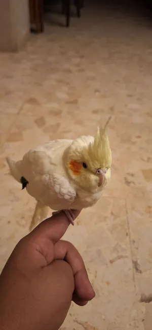 ببغاء من نوع كوكتيل