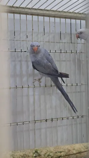 1 year old female violet grey fallow split ino semi tamed
