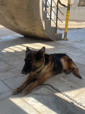 جيرمن عمره 7 اشهر