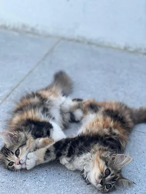 للبيع قطط شرازيه 2