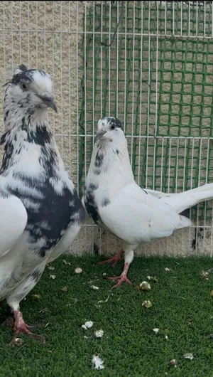 حمام بكستاني