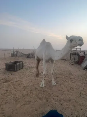 ناقه سودانيه جاهزه للمناخ