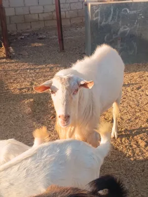 فحل سانين اصلي   عمر سنتان