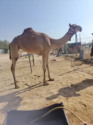 بكره حقه طيبه