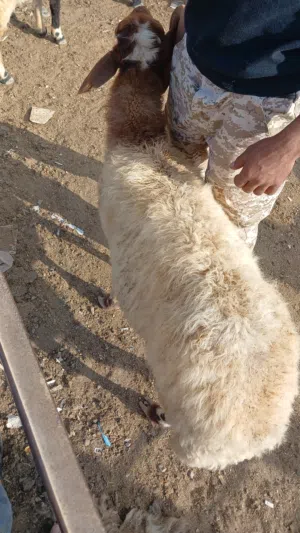 15 عبور للبيع اعمار من 5 ل6 شهور ضهور وسط مطلوب 166 وفي مجال من راس الكوم للشرا البيع كوم كوم