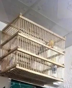 بلبول بصراوي أبي مفتوح رون للبيع