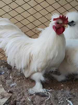 ديك سلطاني